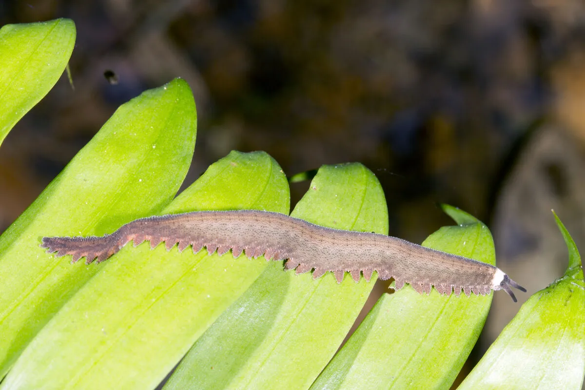 Peripatus,Walking,Along,A,Leaf