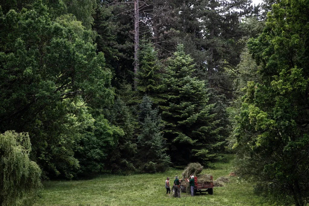 20230629. Vácrátót 
Vácrátóti Nemzeti Botanikus Kert
fotó: Éberling András (EA)
Magyar Nemzet