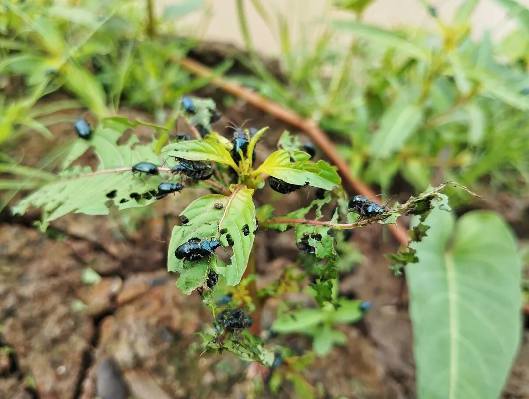 Nem kíméli a káposztaféléket a földibolha.