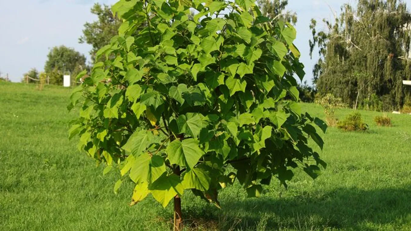 Ezt a fát soha ne ültesd a kertedbe, ha jót akarsz!