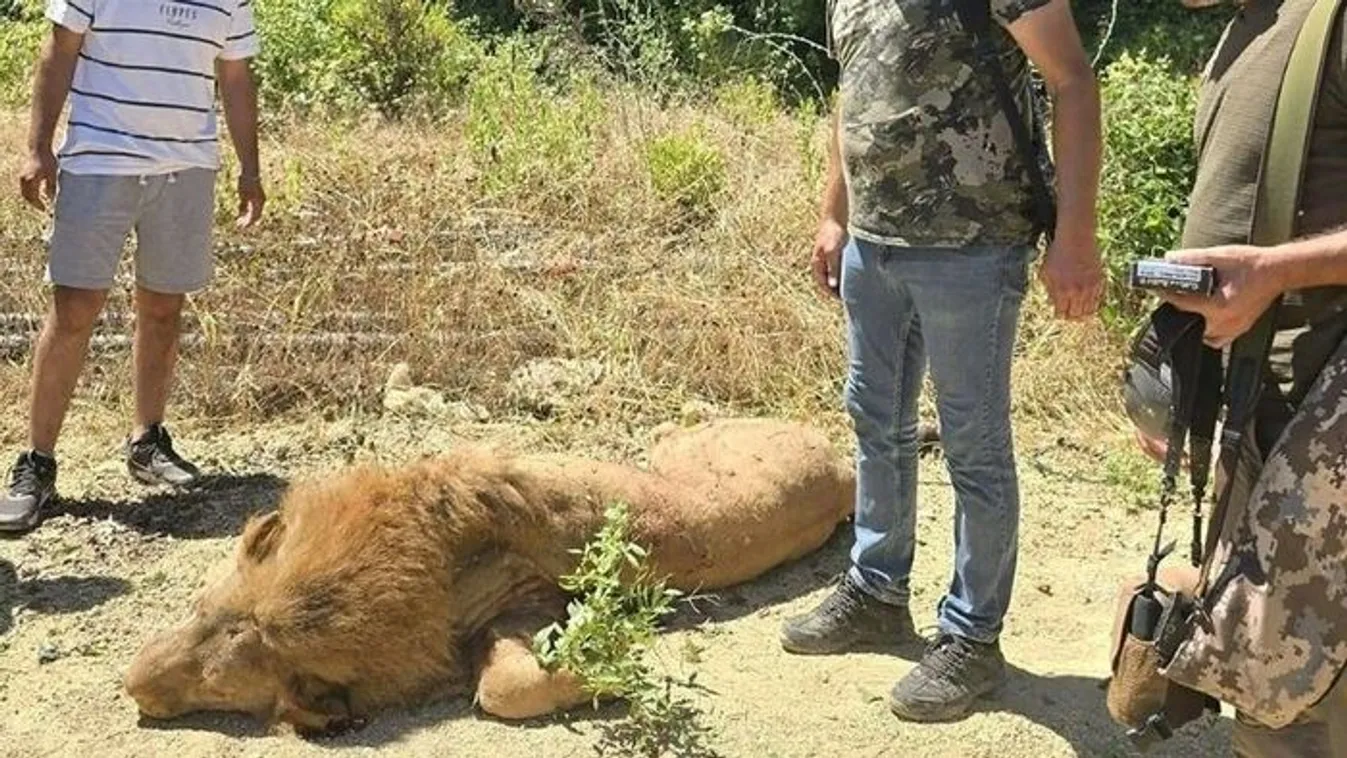 Megszökött egy oroszlán a török üdülőváros állatkertjéből