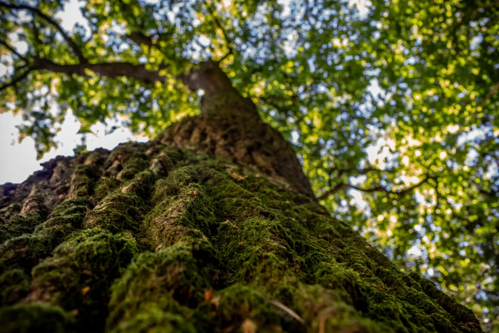 20230629. Vácrátót 
Vácrátóti Nemzeti Botanikus Kert
fotó: Éberling András (EA)
Magyar Nemzet