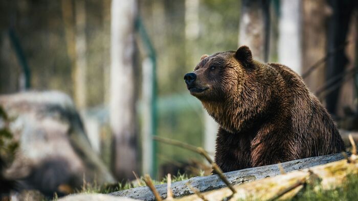 Felkavaró: medvetámadásban vesztette életét egy turista