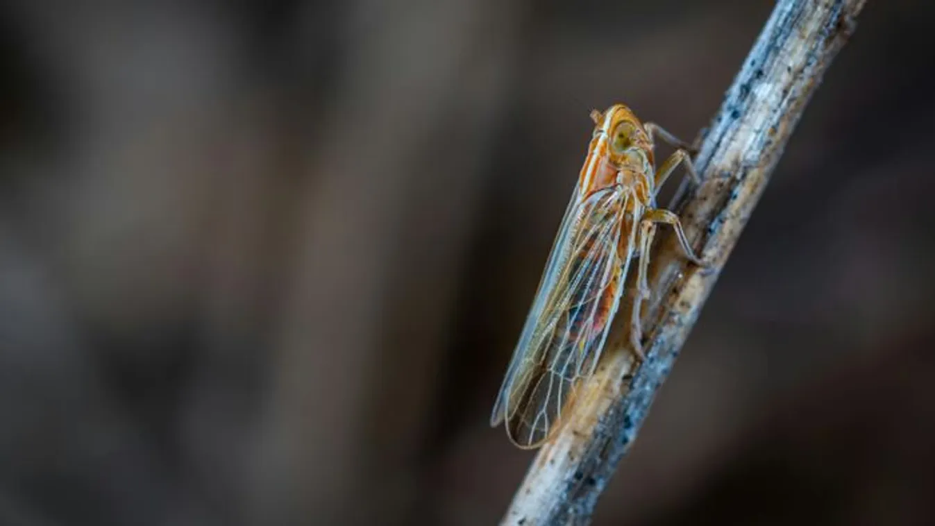 Kabócakoncert Villányban: kiderült a rovar titka