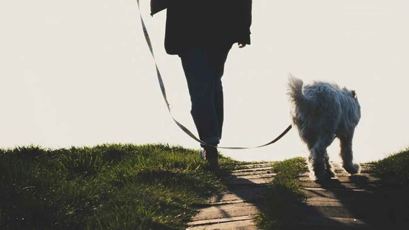 Csak kutyát ment sétáltatni, soha nem ért haza az édesanya