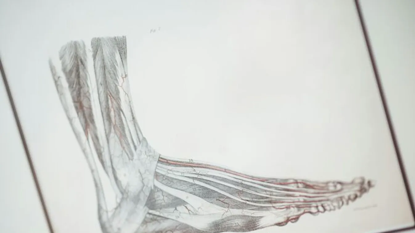 Ritka betegség miatt duzzadt meg egy férfi kéz- és lábujja