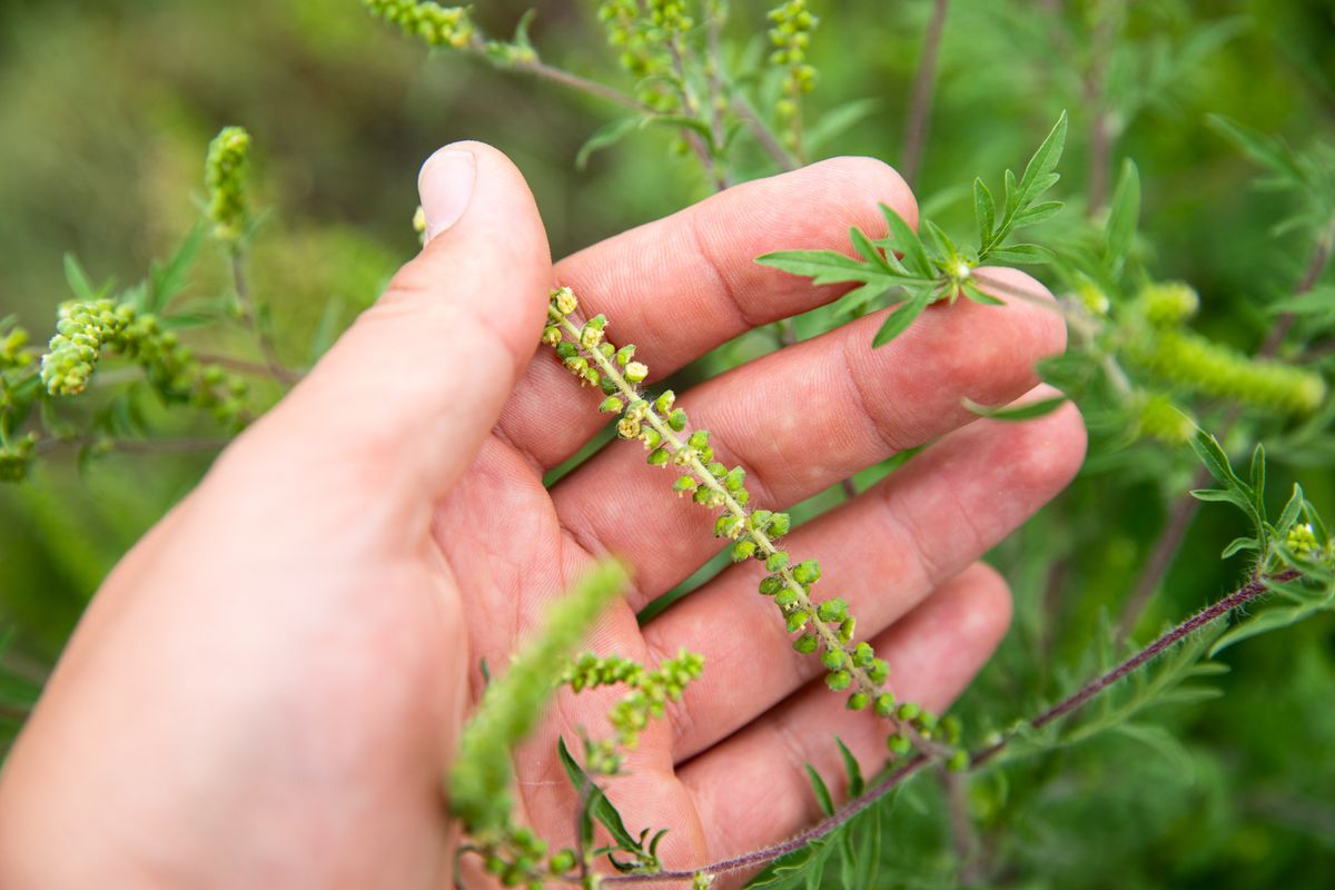 parlagfű, pollen