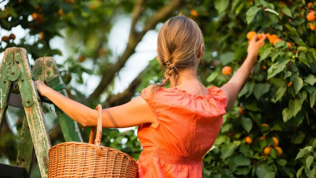 Szedd magad sárgabarack 2025: itt az országos lista!