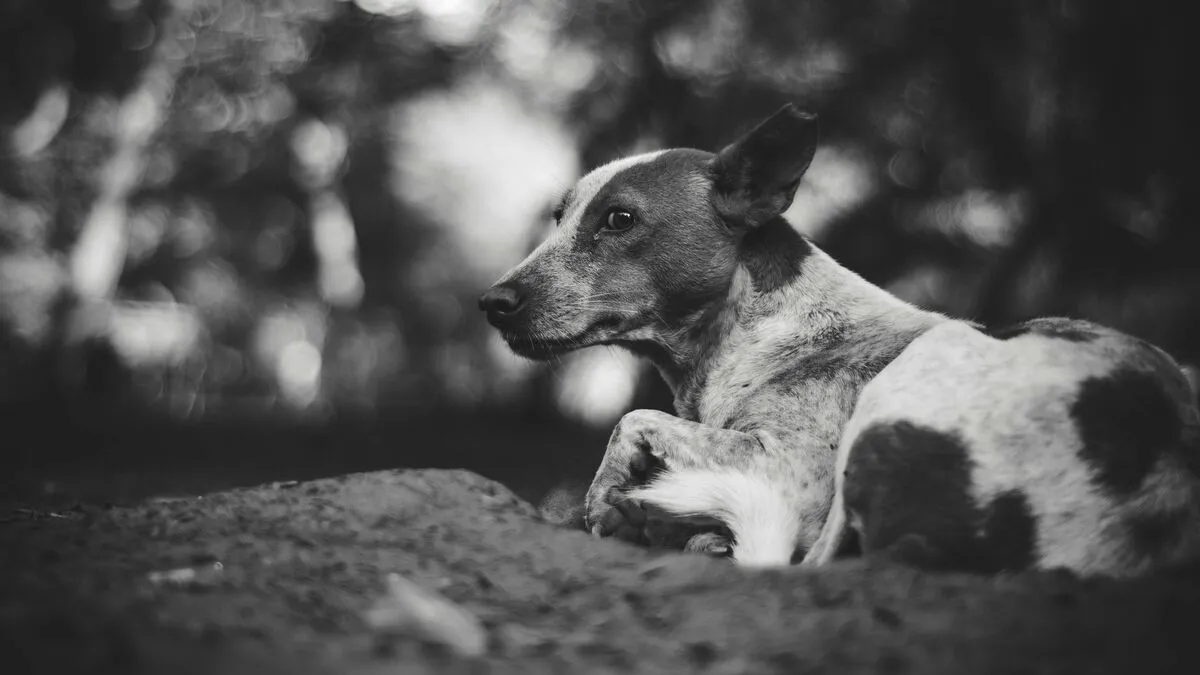 Szamurájkarddal ölte meg fia kutyáját egy anya