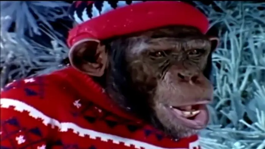 Idomított csimpánzoknak nevezték a magyar gazdákat