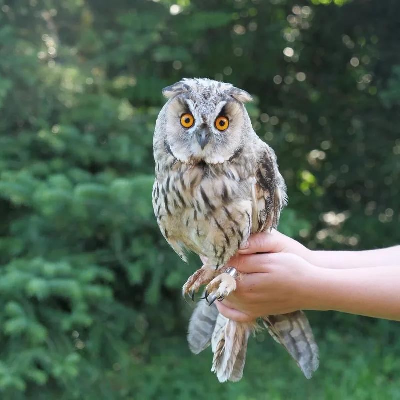 bagoly, Gaiai, börtön