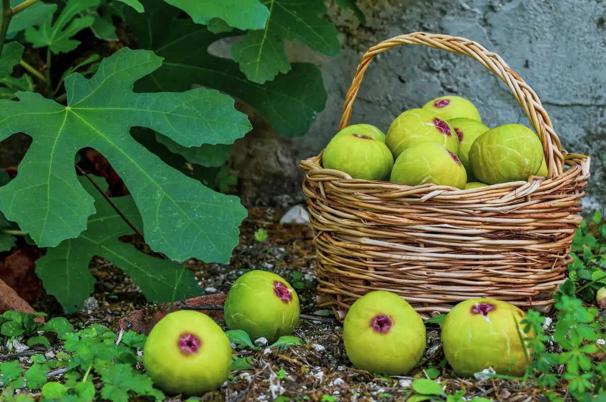 Ne vesszen kárba a hullott füge sem!