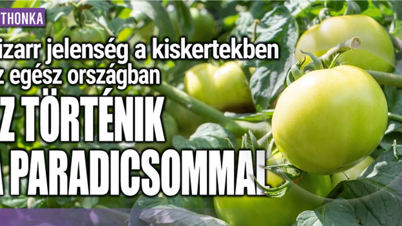  Az egész országban ez történik a paradicsommal