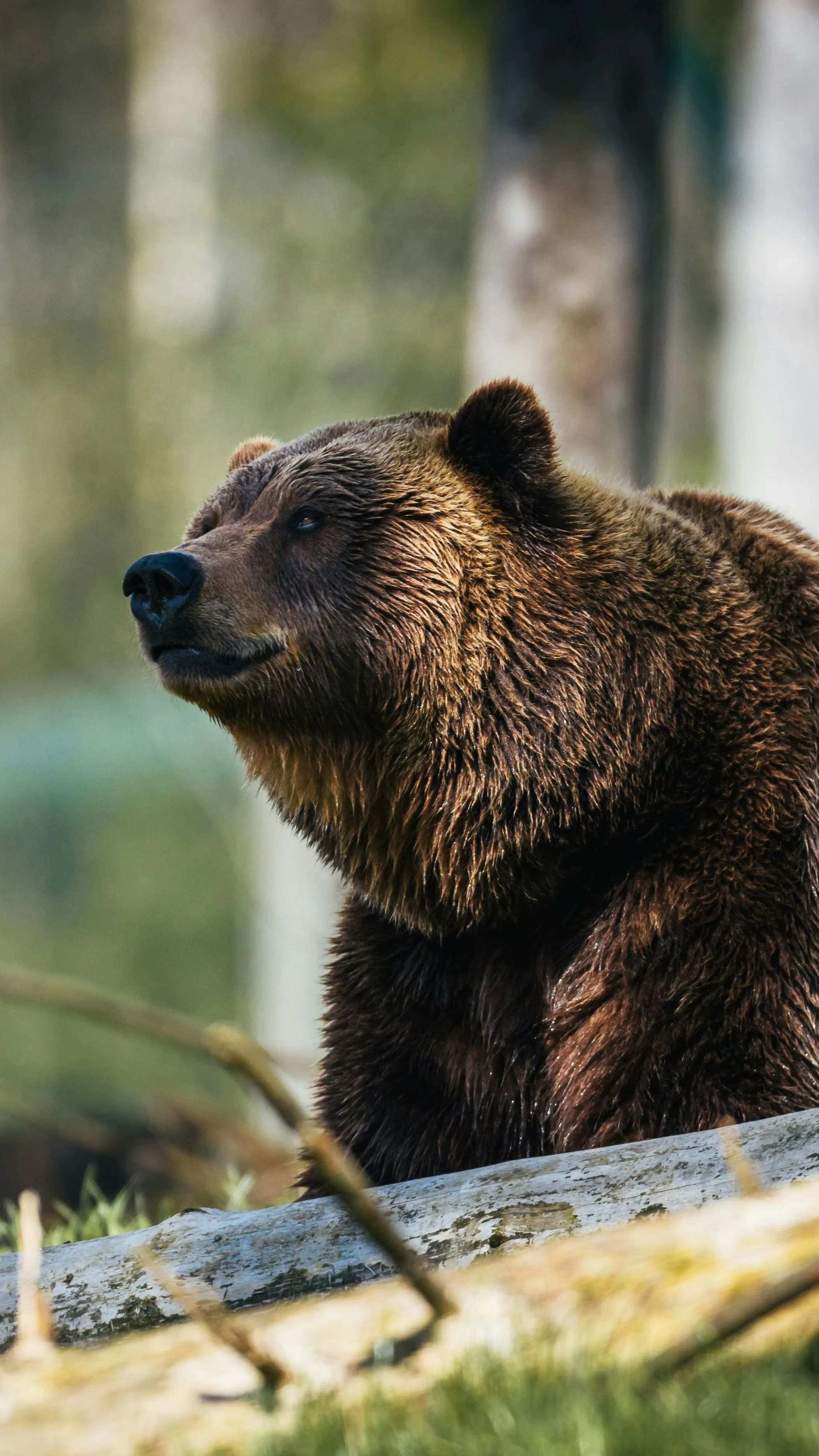 Bizarr medvés csalás miatt kerültek börtönbe