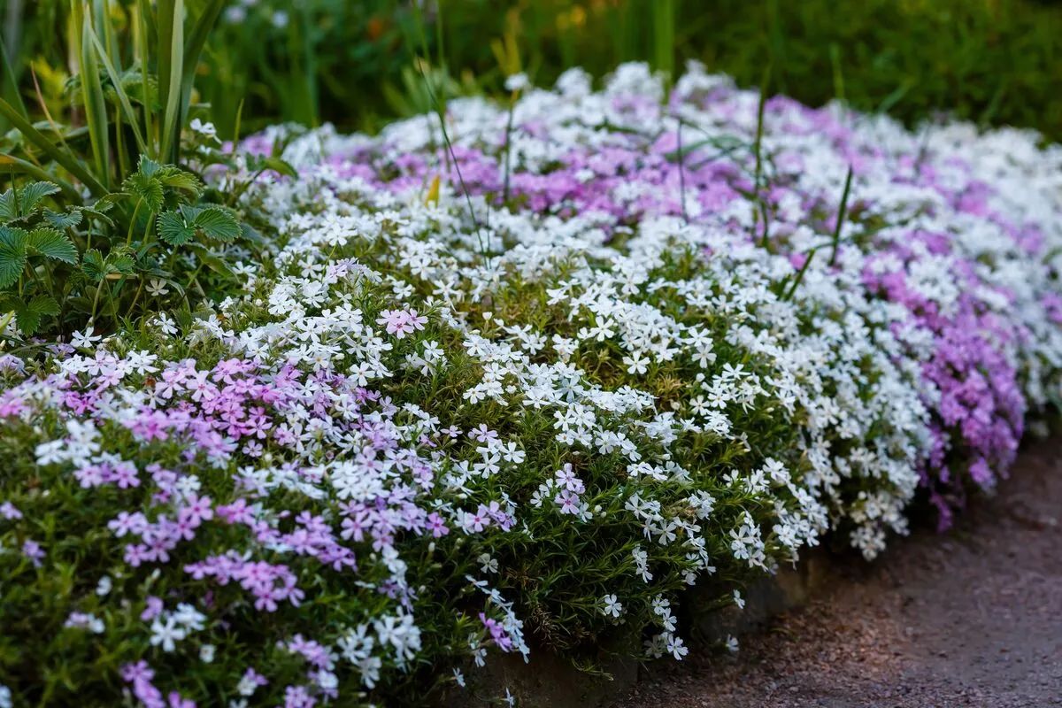 Fű helyett rengeteg alternatíva van, amit érdemes kipróbálni.