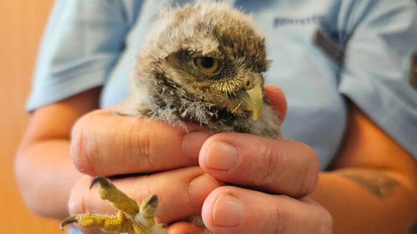Fiókák, tollak, tüskék – nyári mentőakciók a rácsok mögül