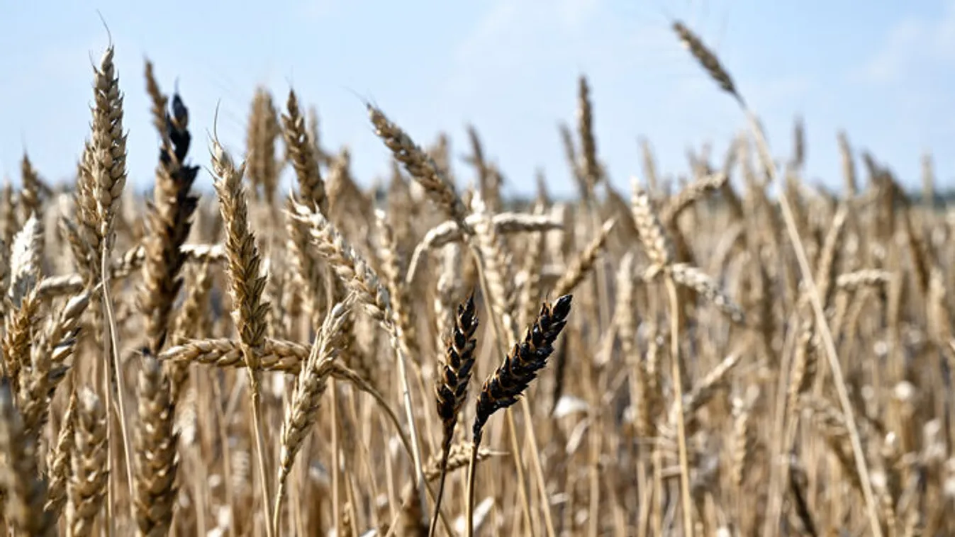Élelmiszerdrágulás, minőségromlás a boltokban