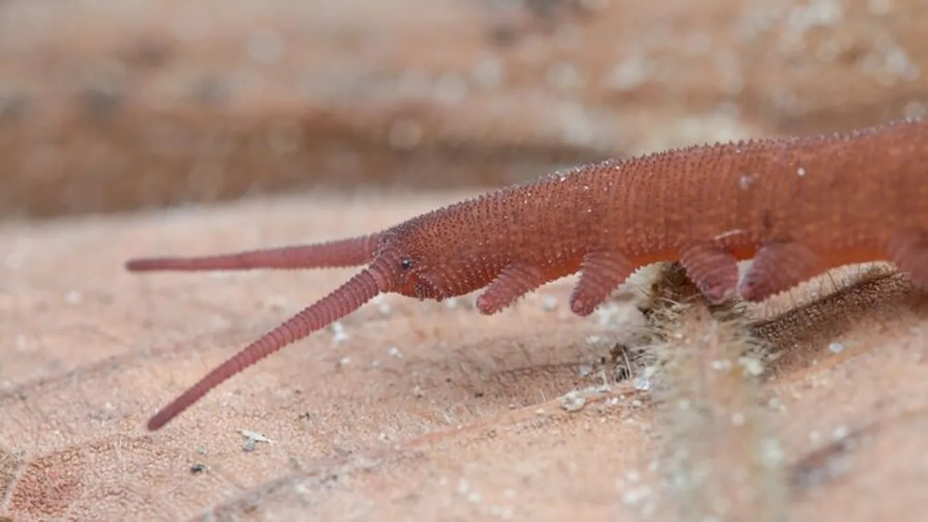 A bársonyféreg akár egy földönkívüli fajhoz is tartozhat