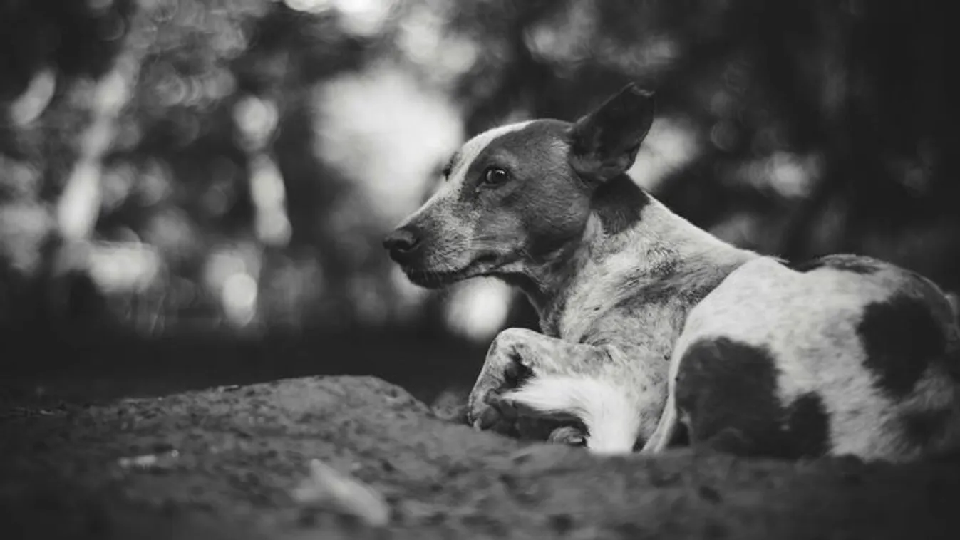 Kölyökkutya karmolása miatt halt meg egy nő