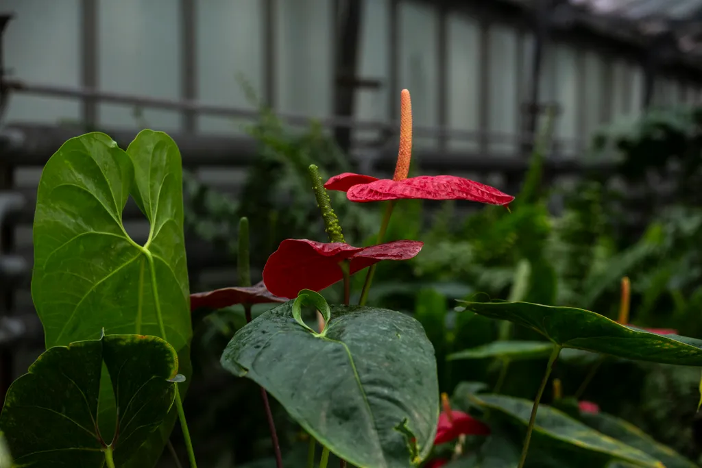 20230629. Vácrátót 
Vácrátóti Nemzeti Botanikus Kert
fotó: Éberling András (EA)
Magyar Nemzet
