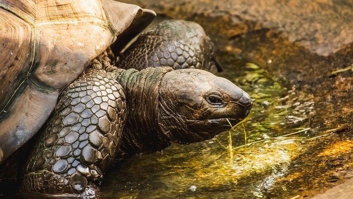 Teknőst mentett az autópályán a 77 éves férfi