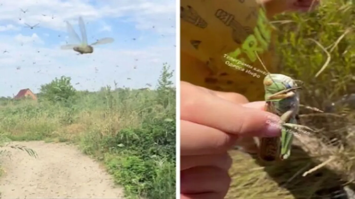 Sáskainvázió csapott le Ukrajnára
