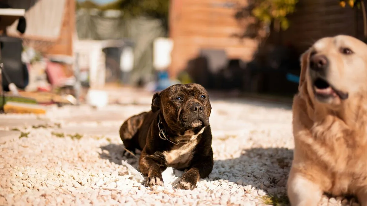 alt=Az egy éves kisfiú életébe került a két családi kutyával való érintkezése