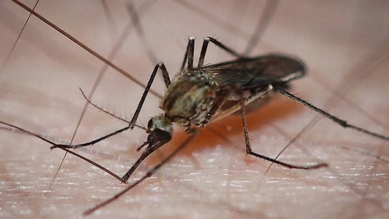 Íme 5+1 tippünk a vérszívó szúnyogok ellen