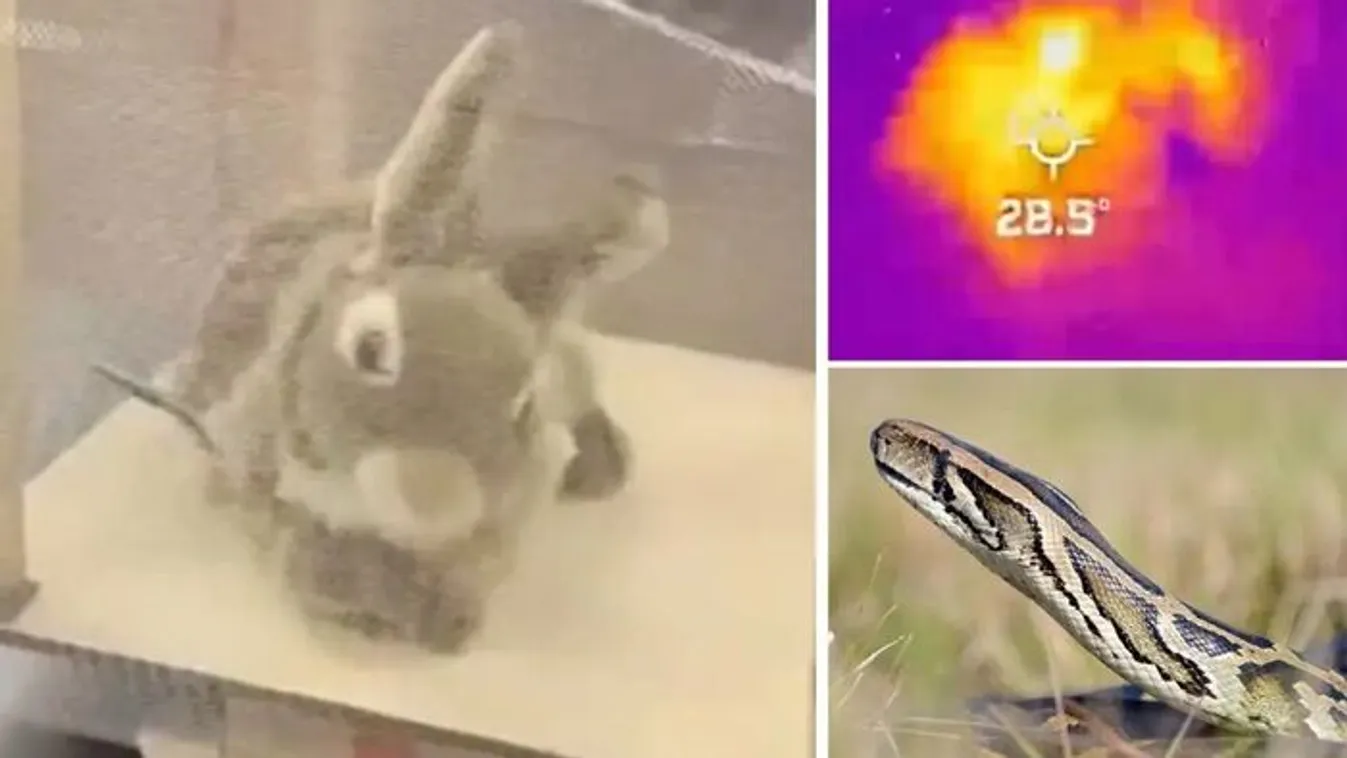 Szőrös robotnyulakat vetnek be a kígyók ellen Floridában