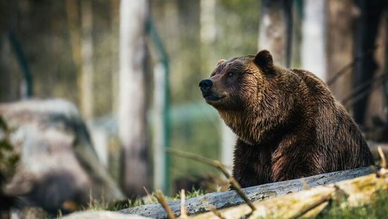 Nincs Tusványos medve nélkül, a miniszteri biztos már találkozott is vele - videó