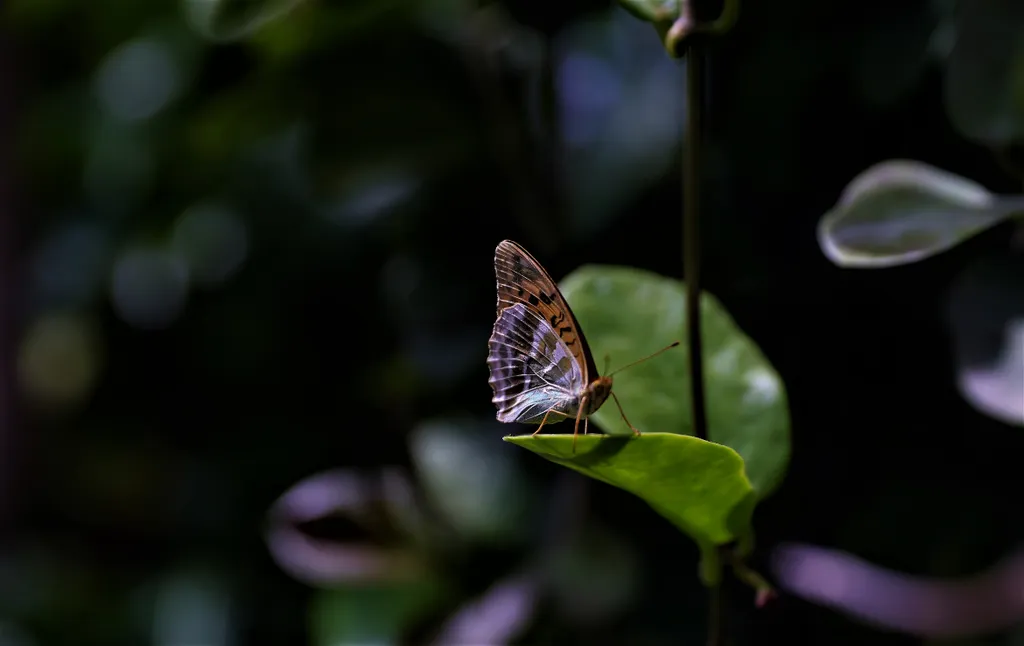 20220723 Vácrátót

Vácrátóti Nemzeti Botanikus Kert bemutatása

Fotó: Havran Zoltán HZ Magyar Nemzet