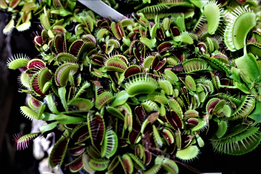 20220723 Vácrátót

Vácrátóti Nemzeti Botanikus Kert bemutatása

Fotó: Havran Zoltán HZ Magyar Nemzet