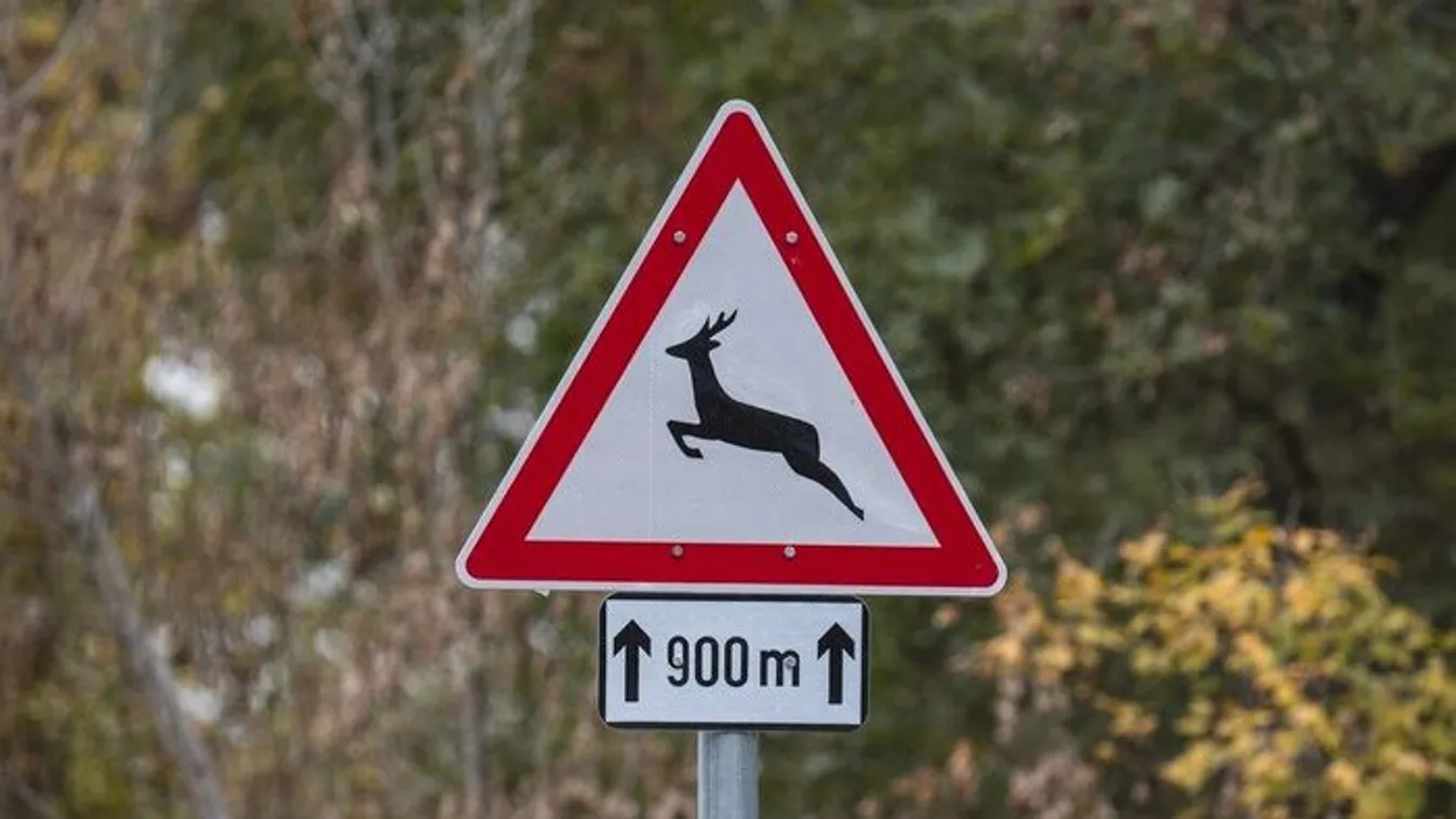 Kezdődik az őzek nászidőszaka-így érdemes most közlekedni