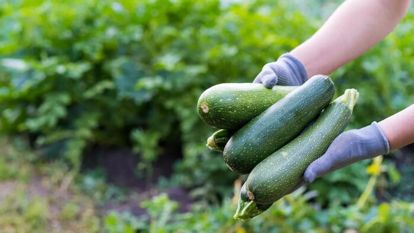 Berobbant a kertekben a cukkini, így tudod eltenni télire: 3 szuper módszer