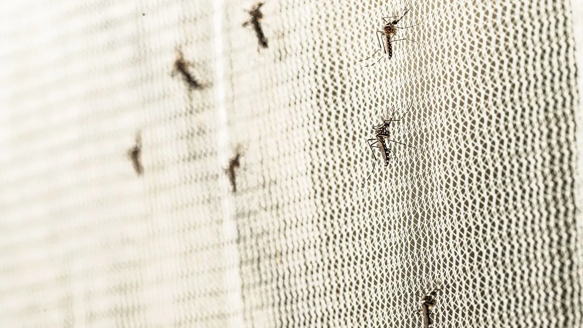 Vegyszermentes szúnyogirtás indul Pécsett.