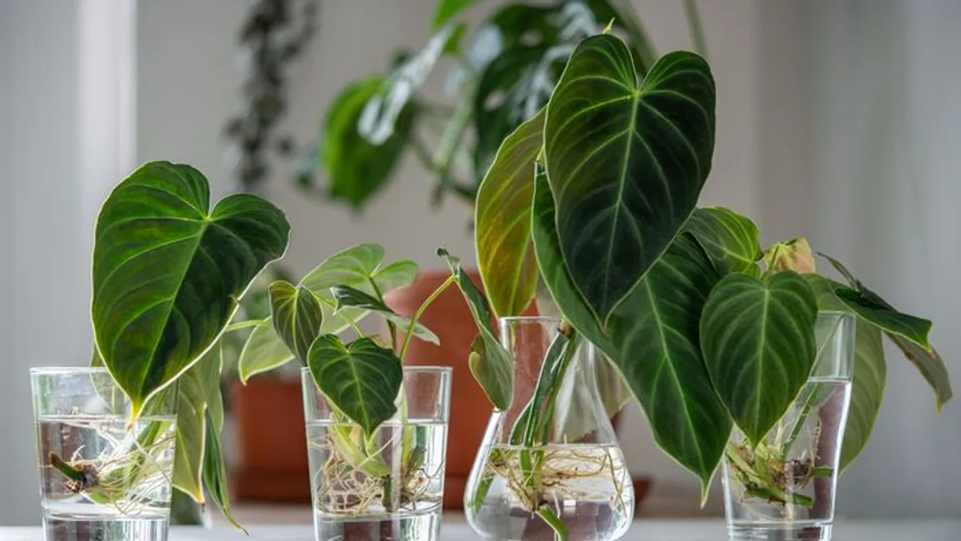 Ősi kínai titok: villámgyorsan begyökeresedik minden növény