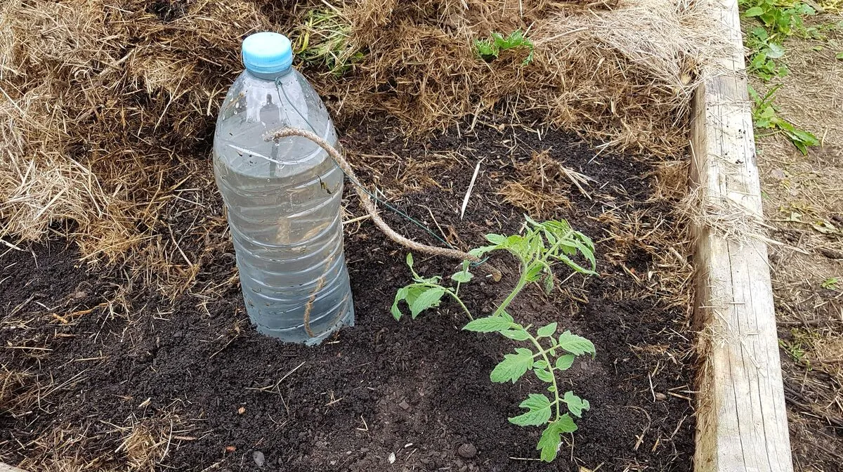 Hatékonyabb a locsolás, ha külön kapja a vizet a növény.