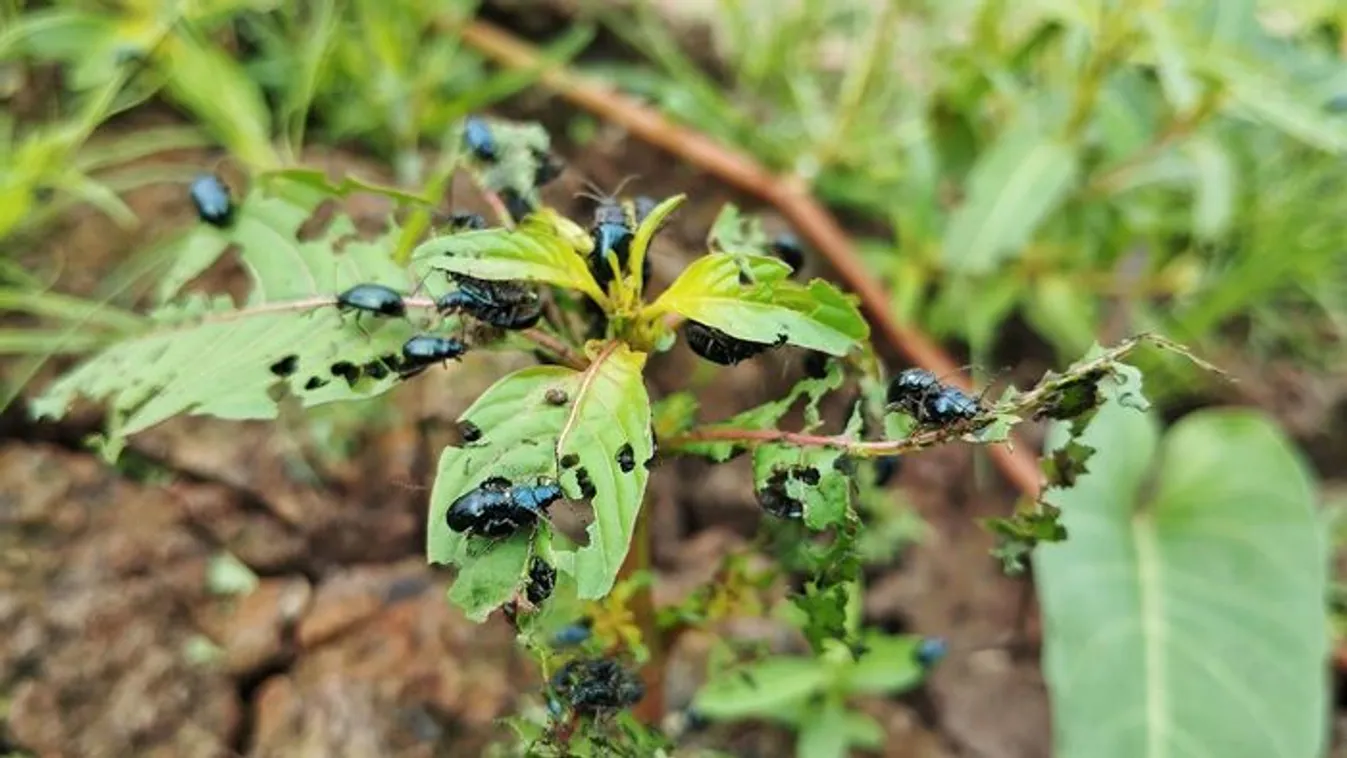 Pattogó földibolhák szállták meg a kerteket