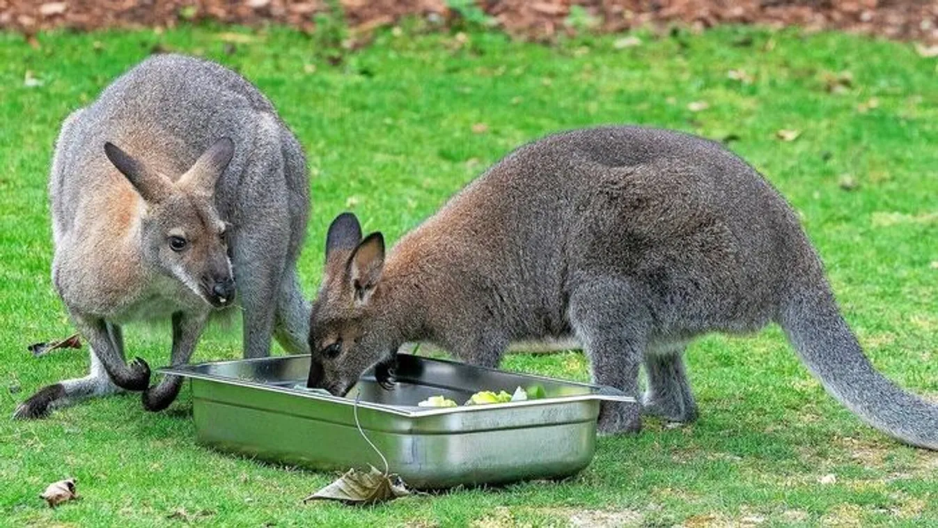 Lefejeztek két kengurut a solingeni állatkertben
