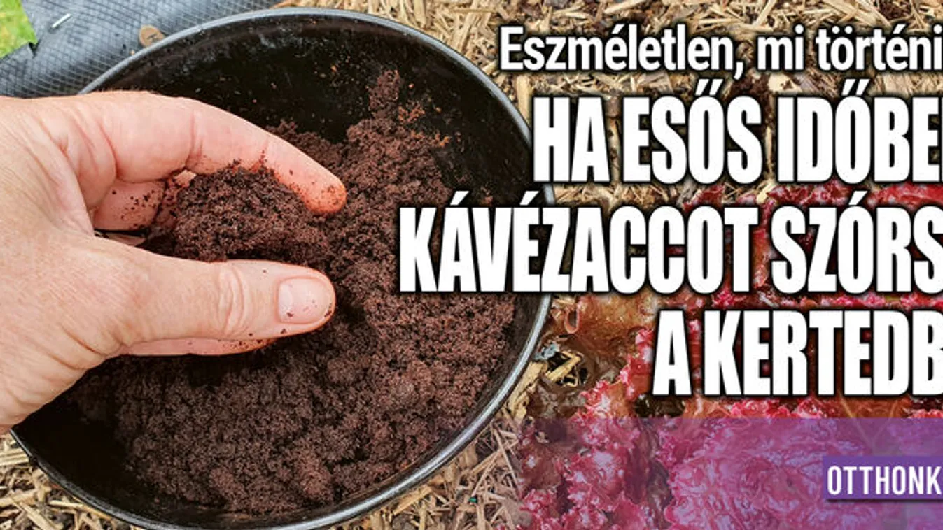 Ez történik, ha esős időben kávézaccot szórsz a kertbe