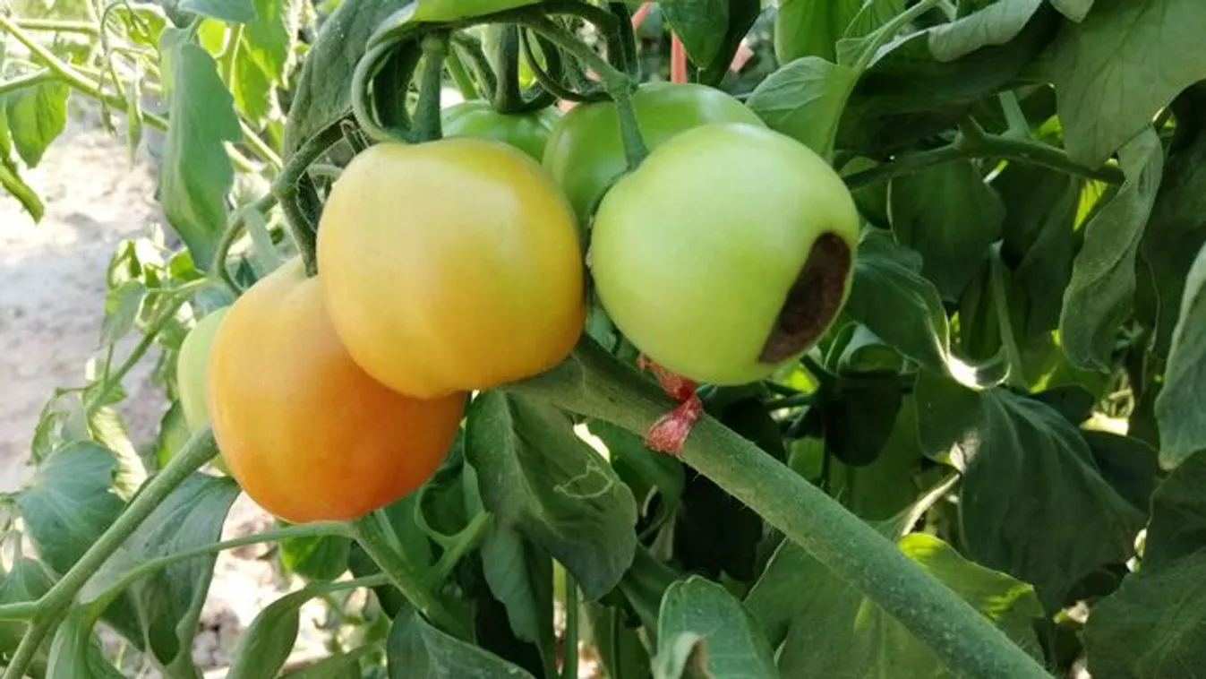 A szódabikarbóna nem segít, ez kell a paradicsomnak