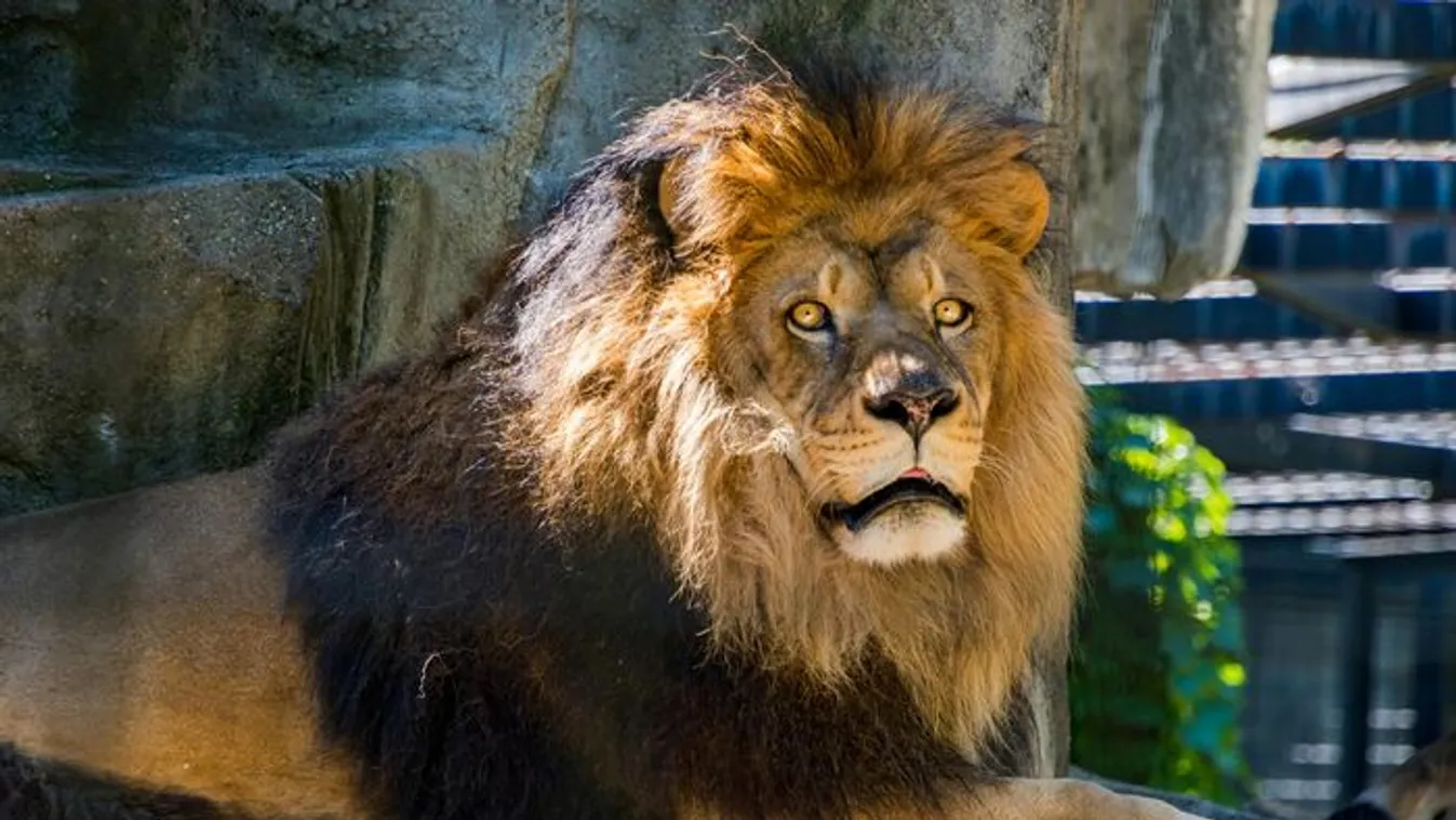 Most kaptuk: oroszlán szabadult el egy állatkertből