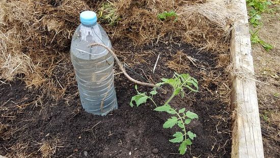 Ezzel a locsolási módszerrel tudod a legtöbb vizet megtakarítani