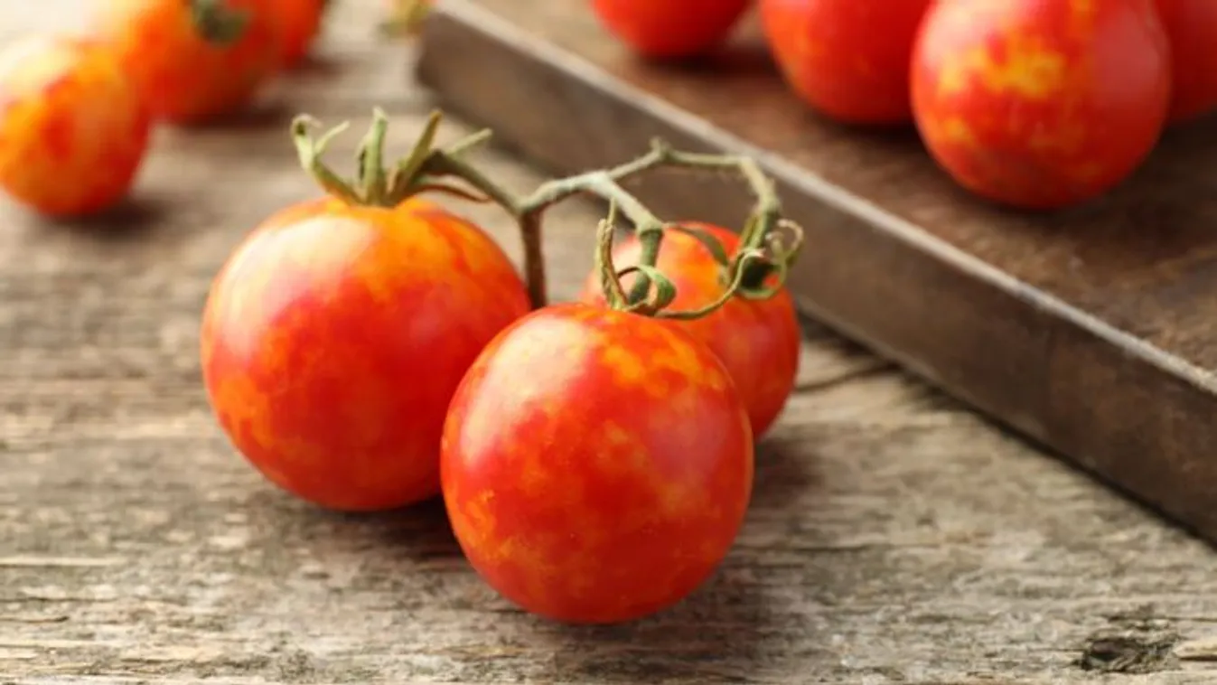 Ha ezt látod a paradicsomon, tombolnak kertedben a poloskák