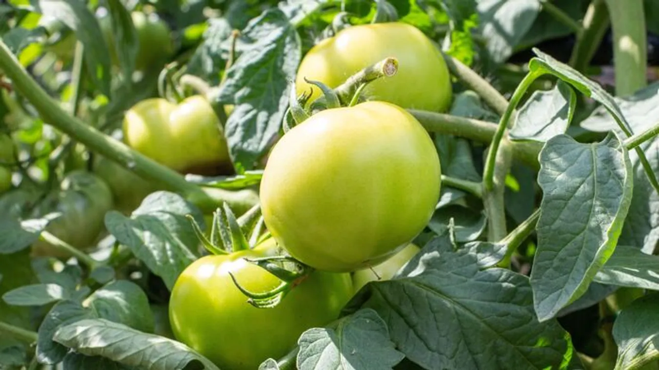 Bizarr jelenség a kiskertekben: az egész országban ez történik a paradicsommal