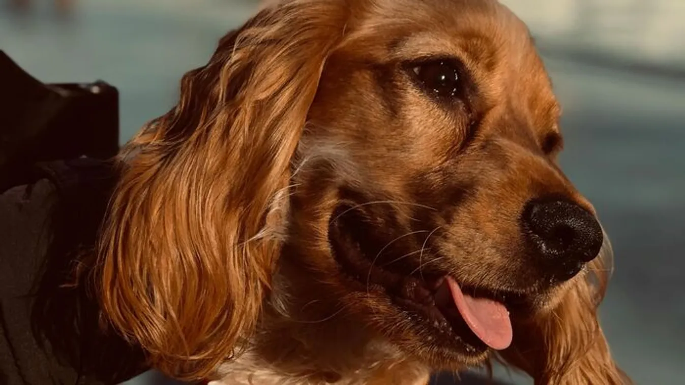 Szolgálati kutya mentette meg a kutyatréner életét