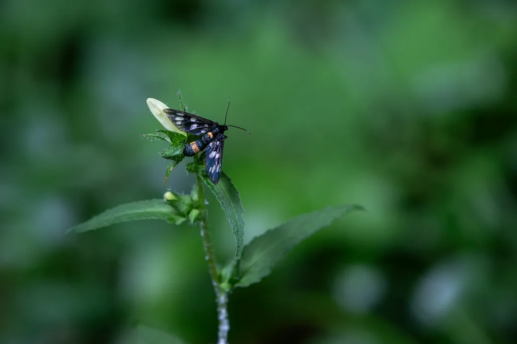 20230629. Vácrátót 
Vácrátóti Nemzeti Botanikus Kert
fotó: Éberling András (EA)
Magyar Nemzet