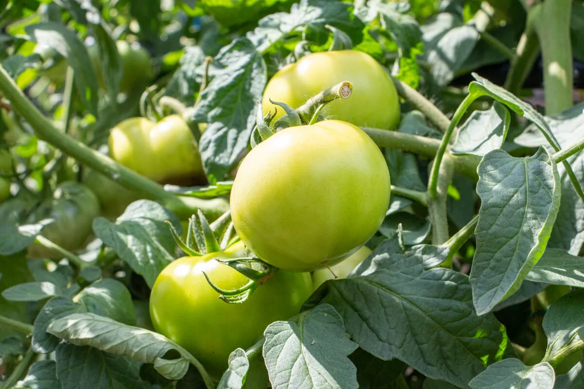 Legtöbbször csak a türelem segít, ha nem érik a paradicsom.