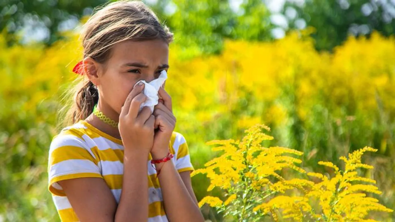 Berobban a parlagfű szezon - így védekezhetsz ellene