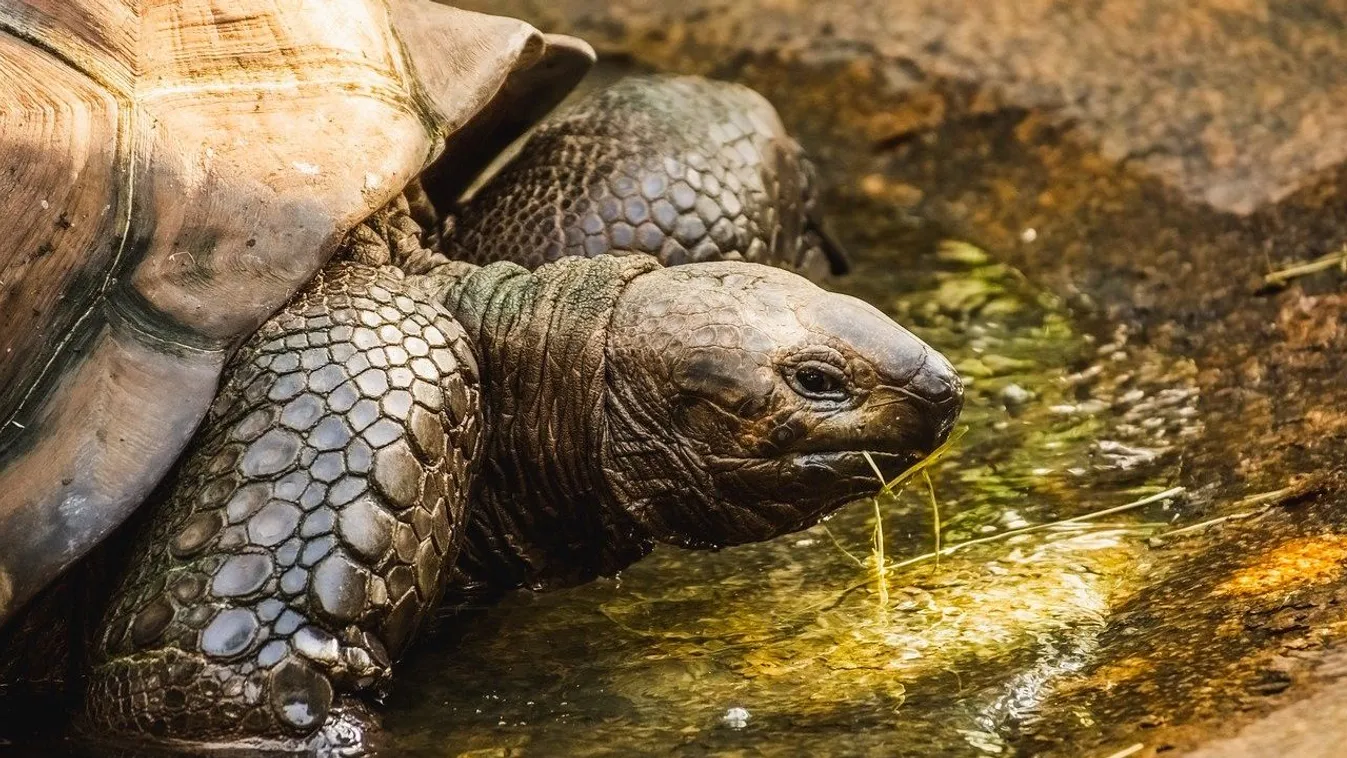 Teknőst mentett az autópályán a 77 éves férfi